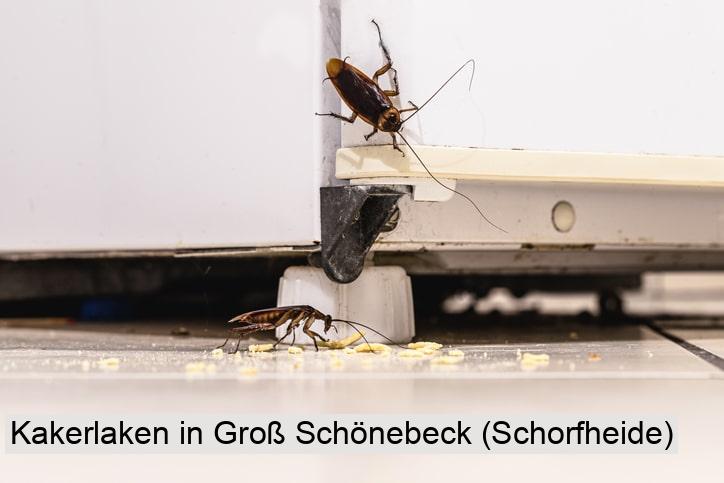 Kakerlaken in Groß Schönebeck (Schorfheide)